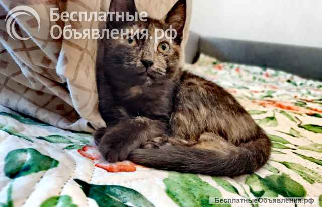 Котята в добрые руки Москва МО