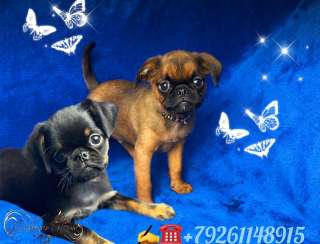 Щенки малого Брабансона