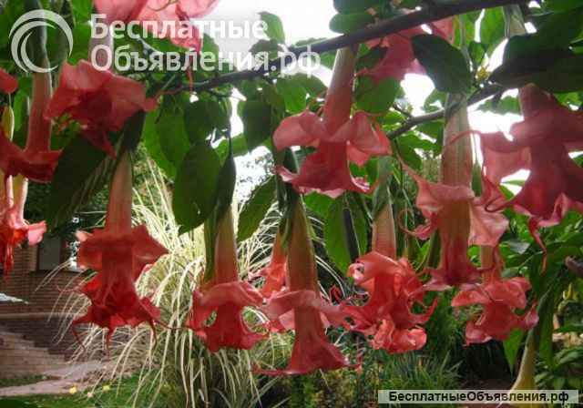 Бругмансия