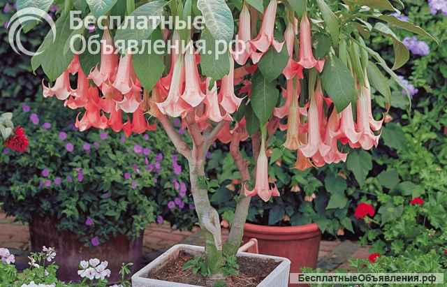 Бругмансия