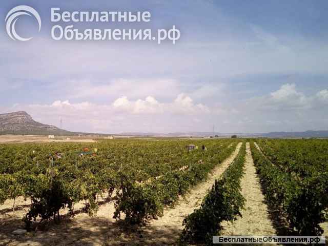 Потрясающая винодельня с собственными виноградниками в Испании