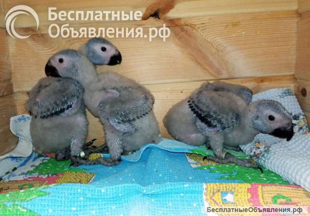 Выкормыши жако, серого попугая. Новосибирск