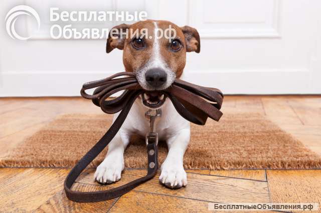 Выгул собак. Доставка продуктов на дом.