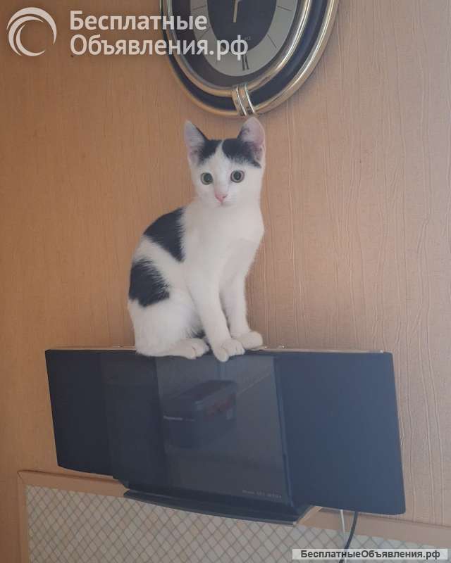 Котенок девочка 3 месяца