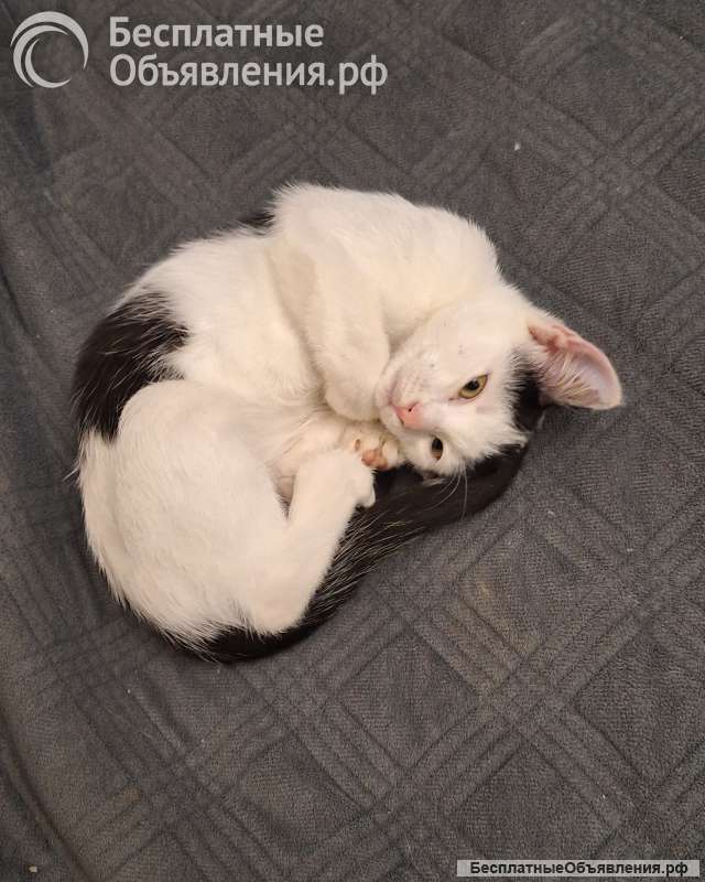 Котенок девочка 3 месяца