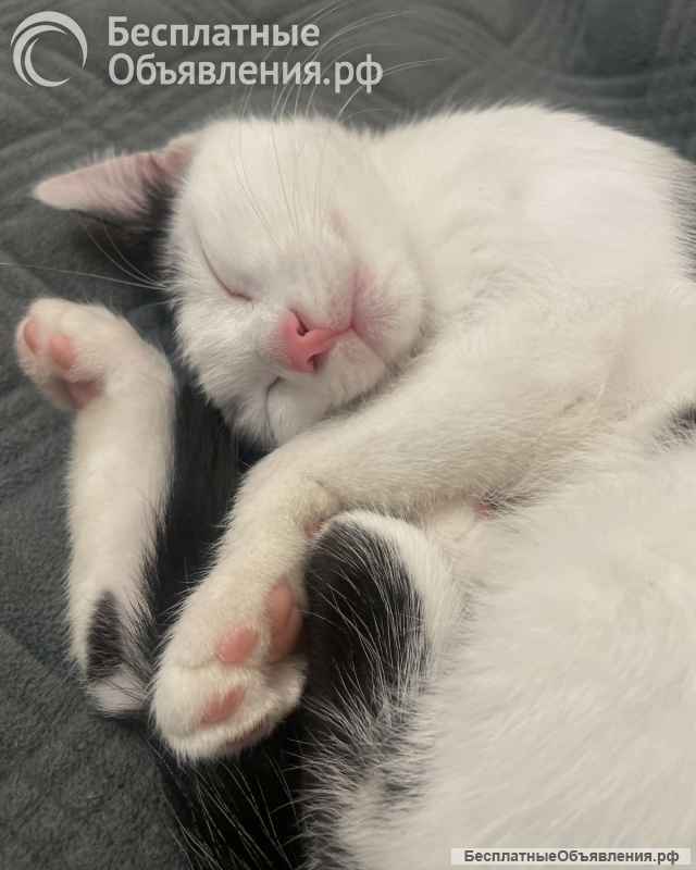 Котенок девочка 3 месяца