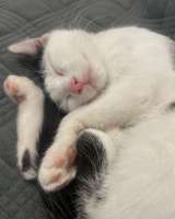 Котенок девочка 3 месяца