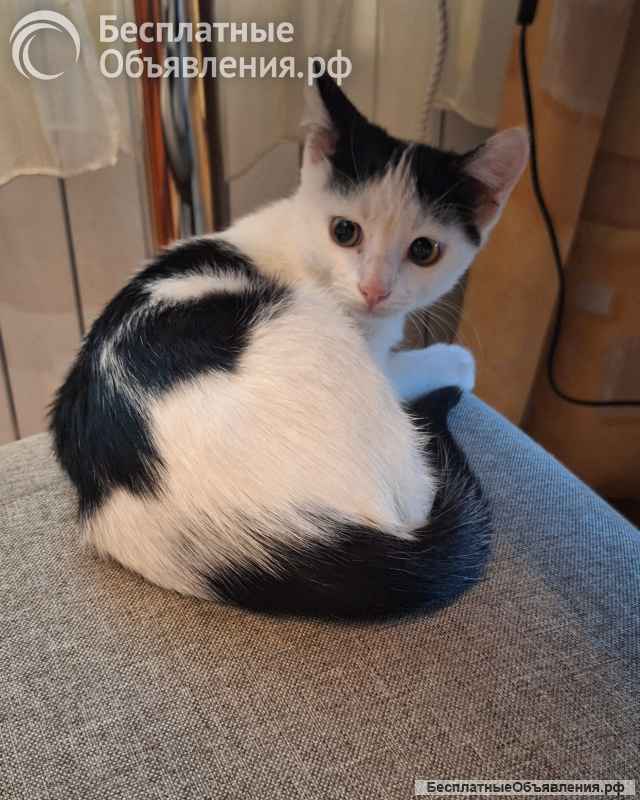 Котенок девочка 3 месяца