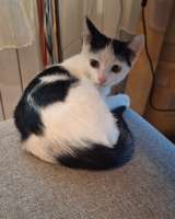 Котенок девочка 3 месяца