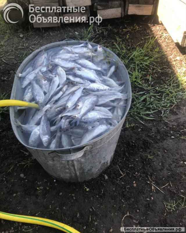 Поводки на четыре крючка на удочку закидушку резинку