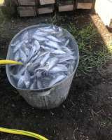 Поводки на четыре крючка на удочку закидушку резинку