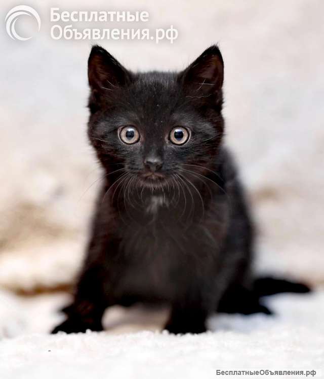 Котенок Алиса ищет семью