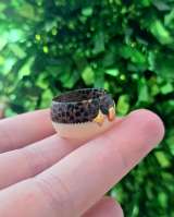 Кольцо женское эбеновое дерево и золото 585