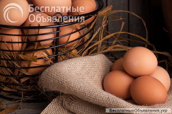 Курочки бройлери від Еко-ферма КурНатка. Яйця курей вільного вигулу та качок породи Мулар