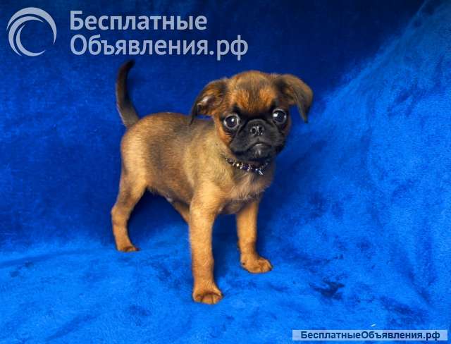 Рыжий пти брабансон