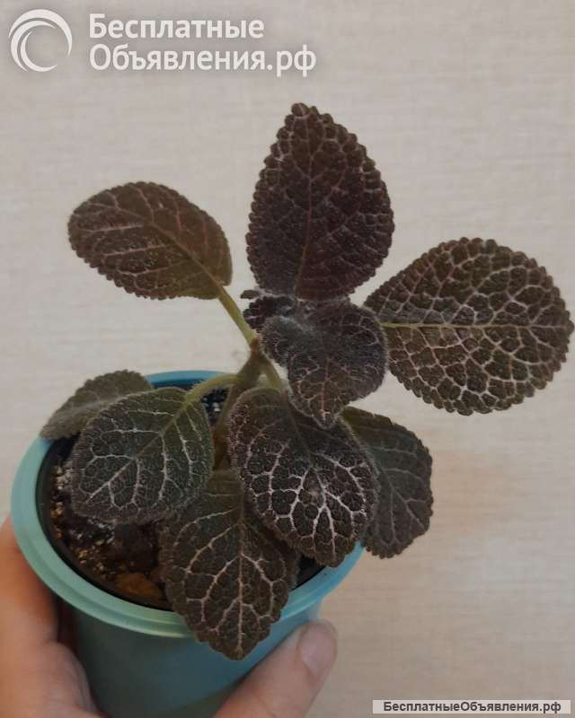 Красивые цветущие комнатные растения