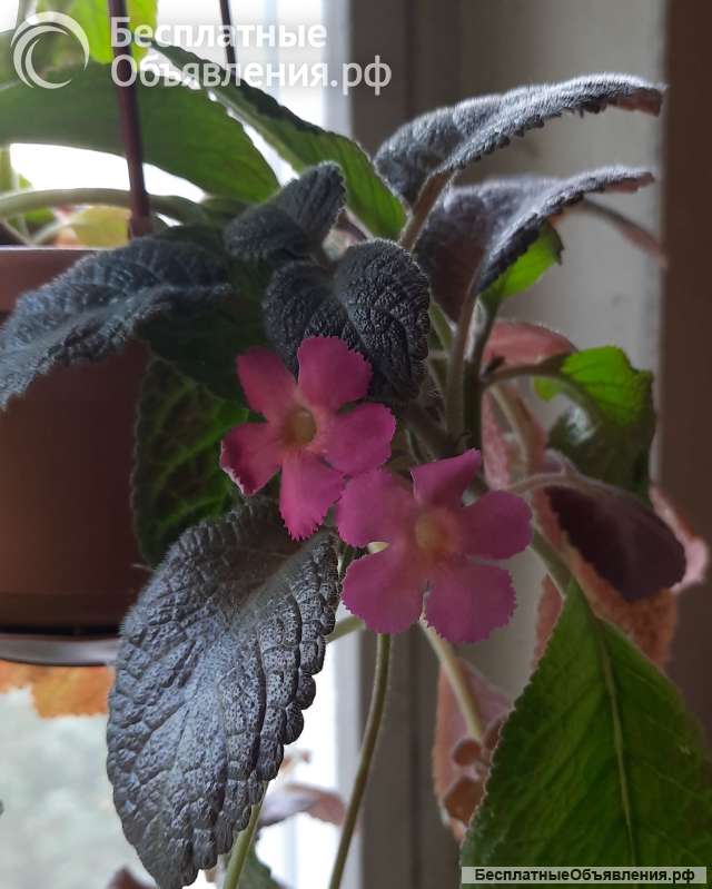 Красивые цветущие комнатные растения