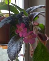 Красивые цветущие комнатные растения