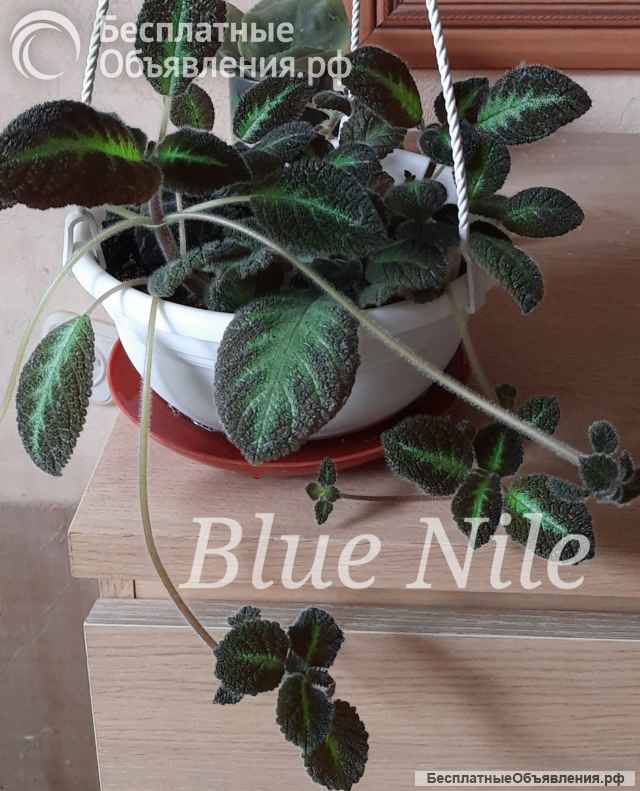 Красивые цветущие комнатные растения