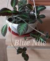 Красивые цветущие комнатные растения