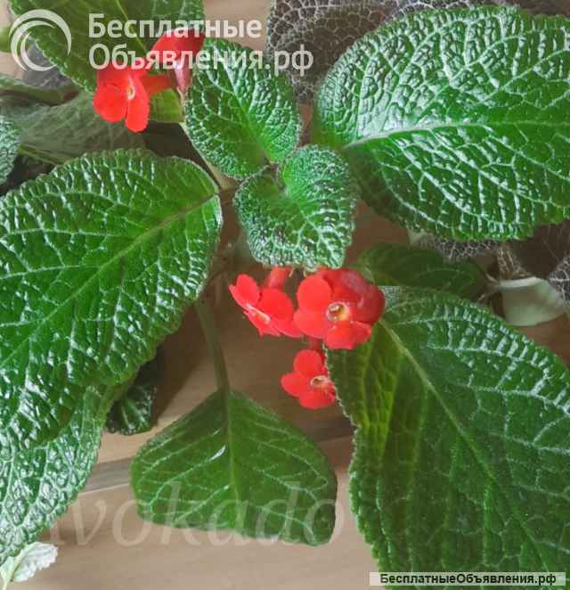 Красивые цветущие комнатные растения