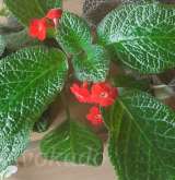 Красивые цветущие комнатные растения