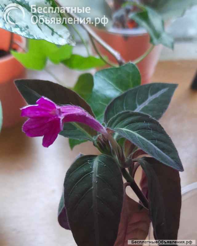 Красивые цветущие комнатные растения