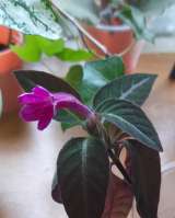 Красивые цветущие комнатные растения