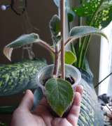 Красивые цветущие комнатные растения