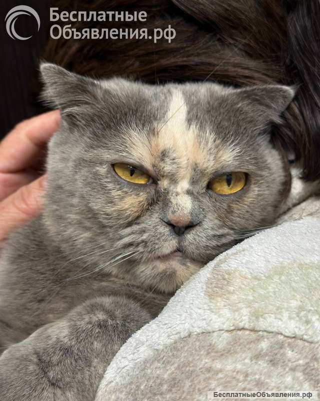 Шотландская кошечка, бесплатно