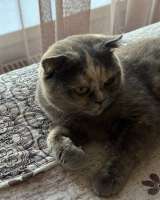 Шотландская кошечка, бесплатно