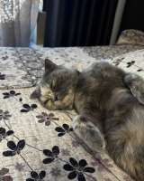 Шотландская кошечка, бесплатно