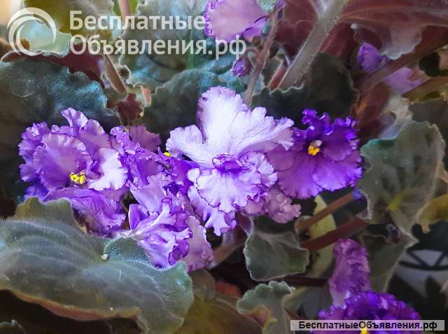 Сортовые фиалки