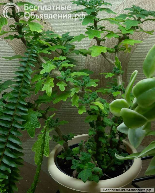 Плектрантус дуболистный