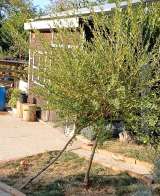 Коттедж с подсобными помещениями на берегу Дуная, Петроварадин-Рибняк, Сербия