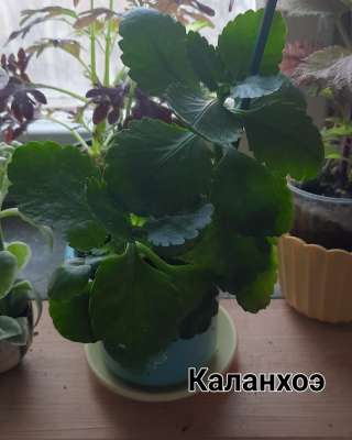 Суккуленты