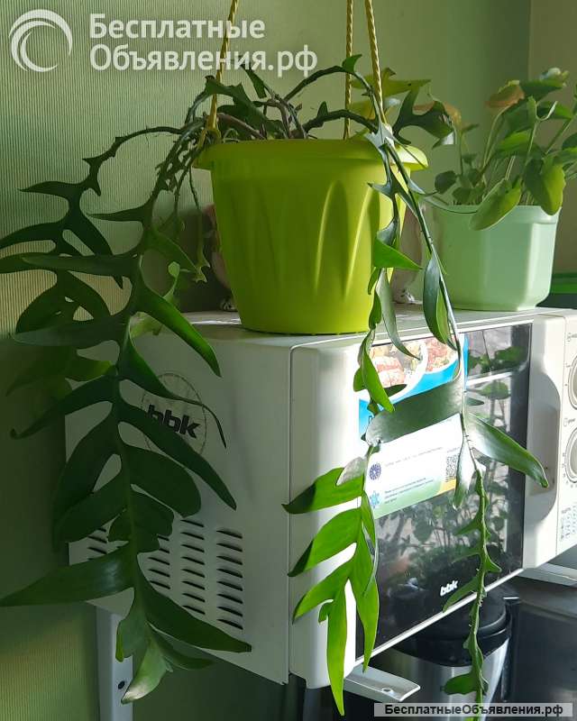 Суккуленты