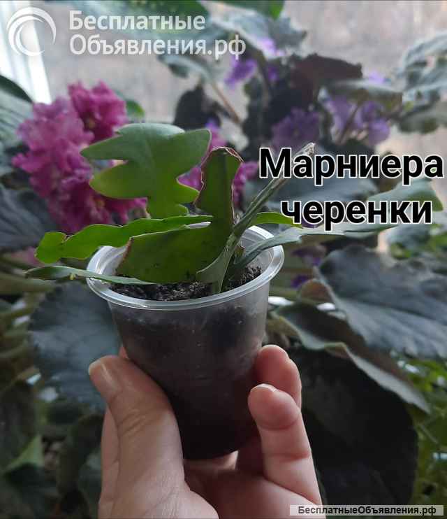 Суккуленты
