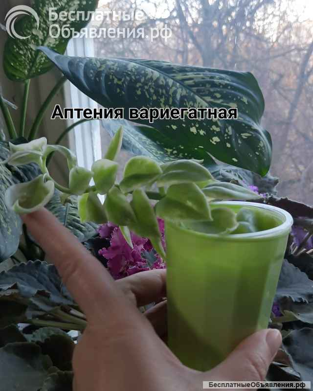 Суккуленты