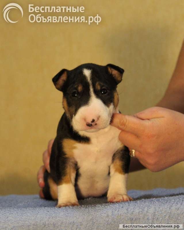 Миниатюрный бультерьер