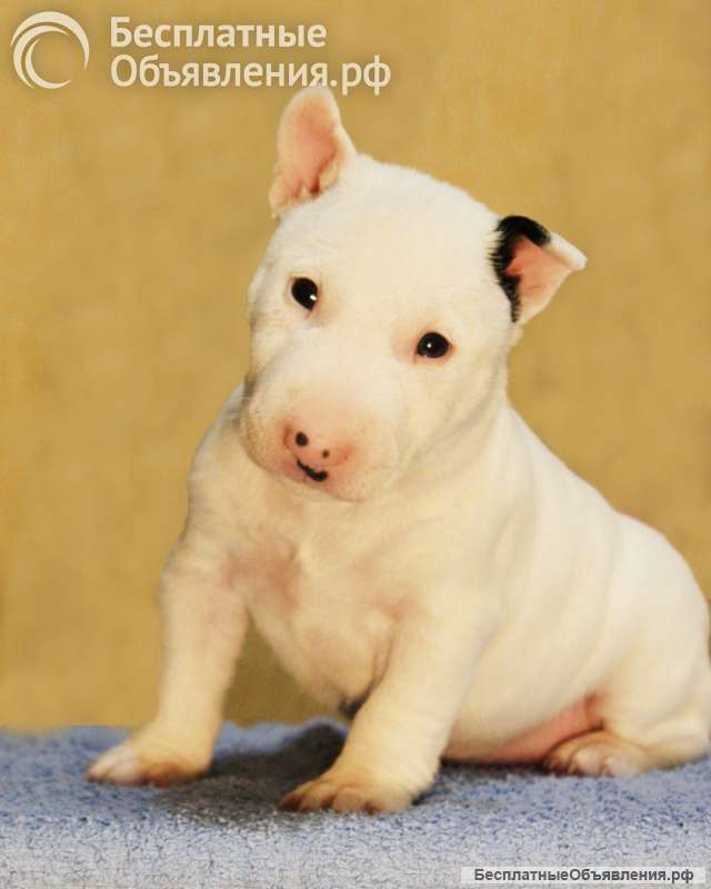 Миниатюрный бультерьер