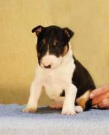 Миниатюрный бультерьер