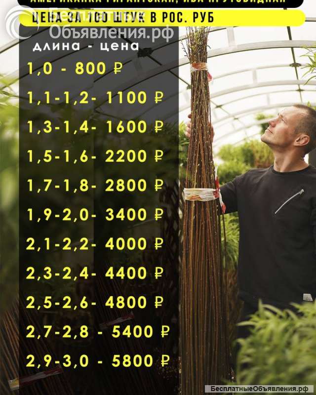 Прутков ивы и черенков сортовой ивы