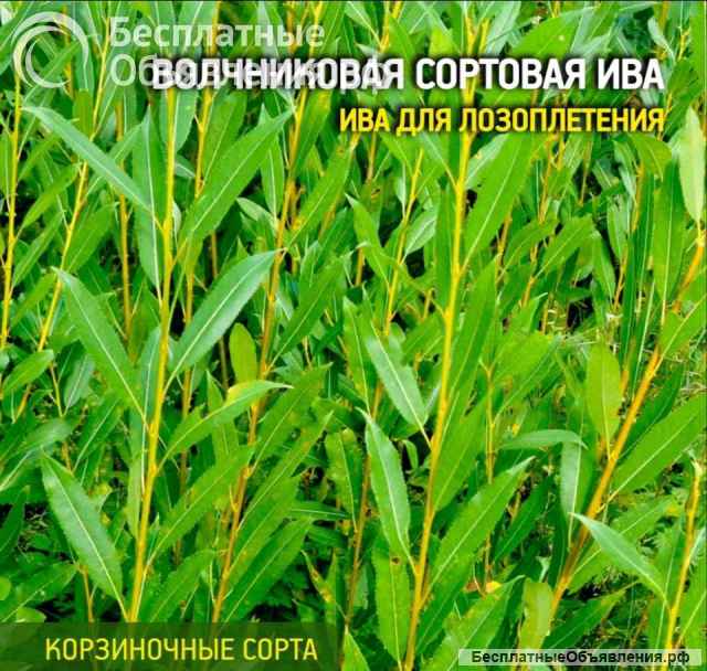 Прутков ивы и черенков сортовой ивы