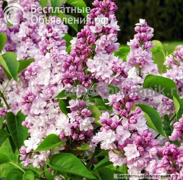 Саженцы сирени купить в Москве, крупномеры и небольшие растения с доставкой