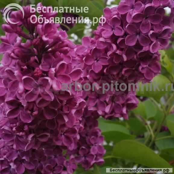 Саженцы сирени купить в Москве, крупномеры и небольшие растения с доставкой