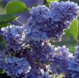 Саженцы сирени купить в Москве, крупномеры и небольшие растения с доставкой