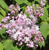 Саженцы сирени купить в Москве, крупномеры и небольшие растения с доставкой