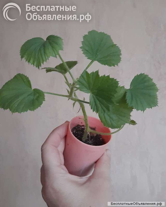 Пеларгония герань