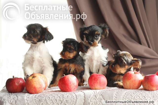 Щенки милашки